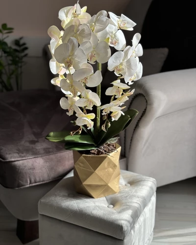 Orchidea Angel