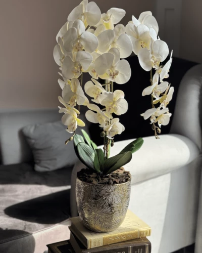 Orchidea kaspók