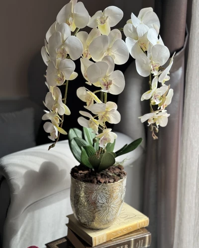 Orchid Tropical