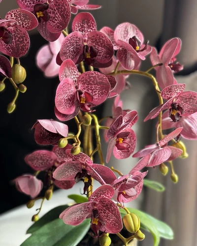 Orchidea Velvet