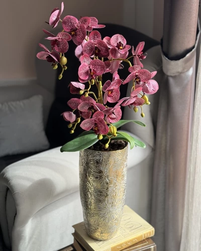 Orchidea Velvet